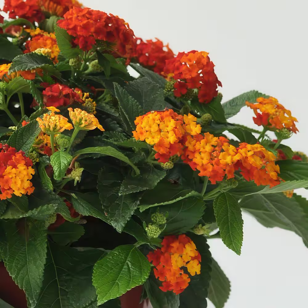 4 In. Lucky Red Bloom Lantana Plant (3-Piece)