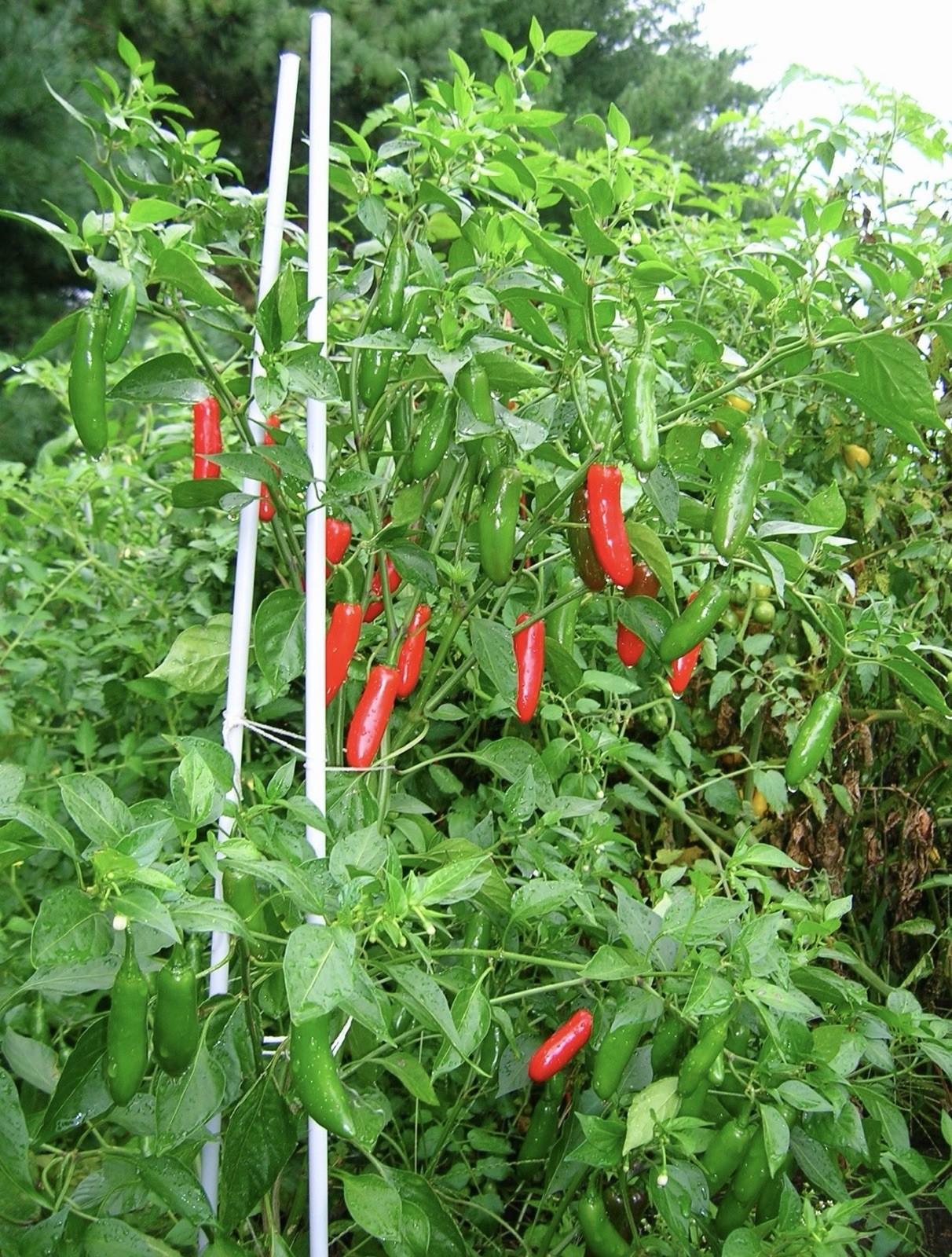 Popular!! 5 Serrano Pepper Plants!! Ready To Ship!! Rooted And Healthy!!