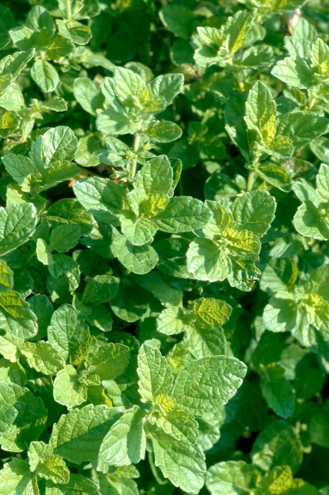Organic Lemon Balm seeds (Melissa officinalis)