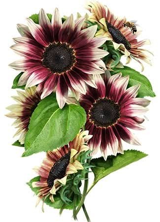 Cherry Rose Sunflower Seeds For Planting (Helianthus annuus)
