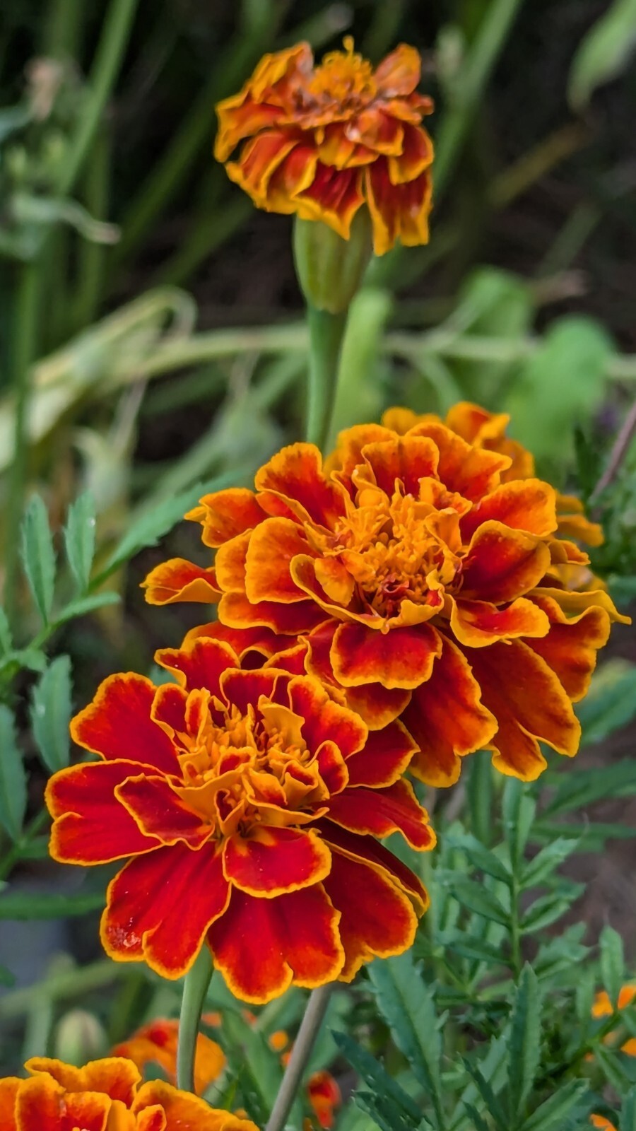 100+ French Marigold Dwarf BOLERO AAS winner 300 mg Seeds