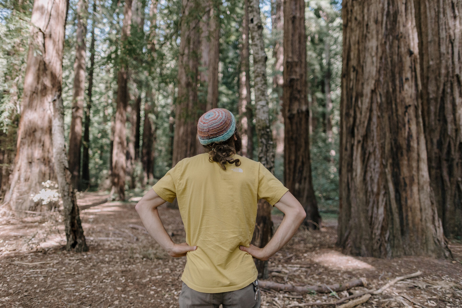 Redwoods of the World | Collection of 5 Tree Seedlings | The Jonsteen Company