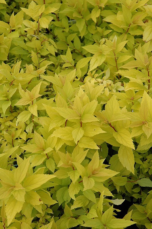 Mini Gold Spirea 4″ pot