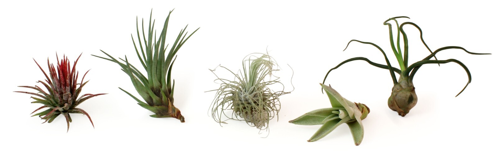 5 Pack Assorted Live Tillandsia Air Plants – Low Maintenance – Exotic Variety