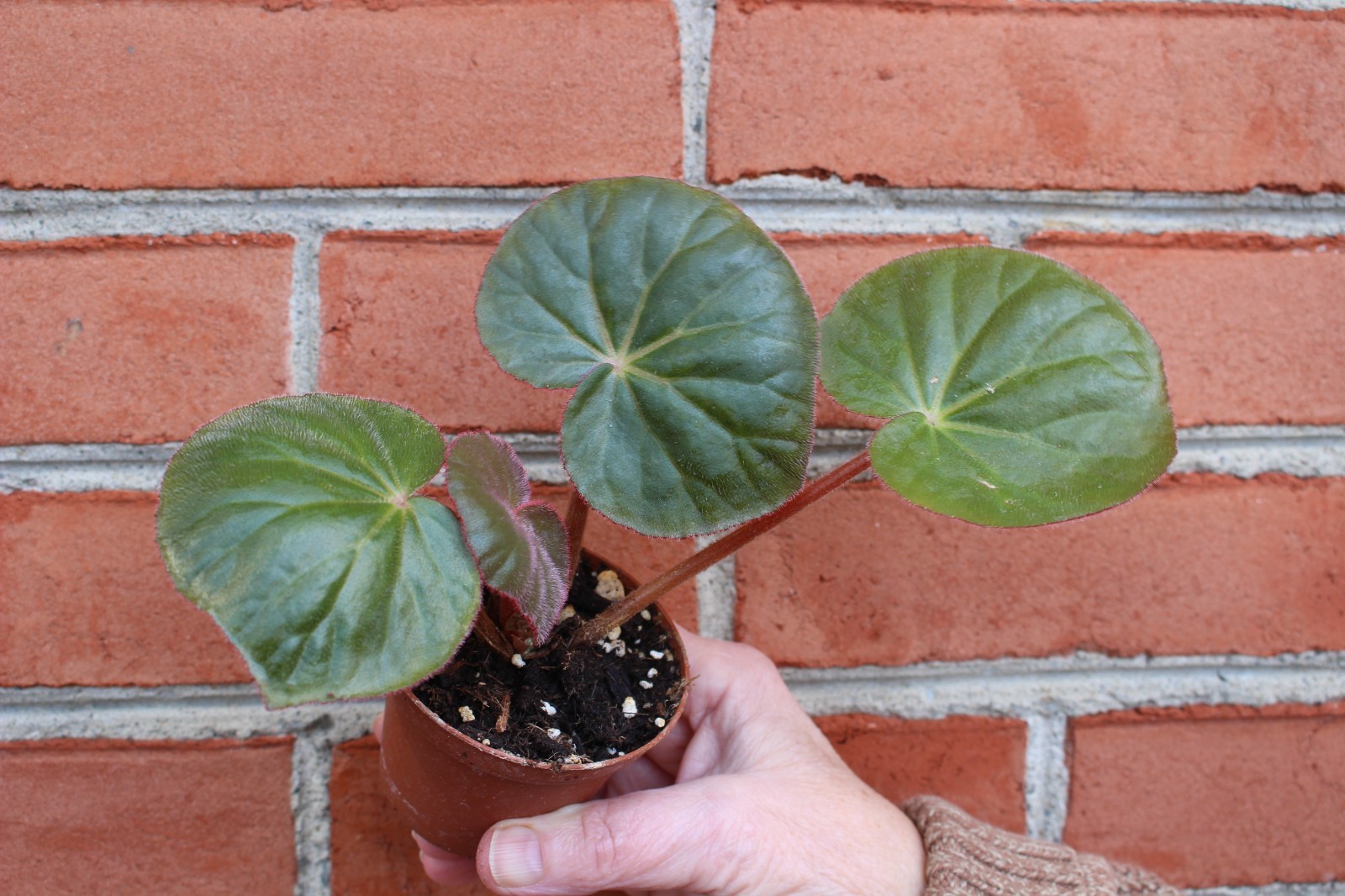 begonia acetosa