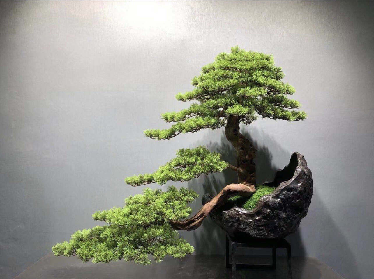 Dawn red wood Bonsai Starter kit (metasequoia ) seedling 5 to 7 inches