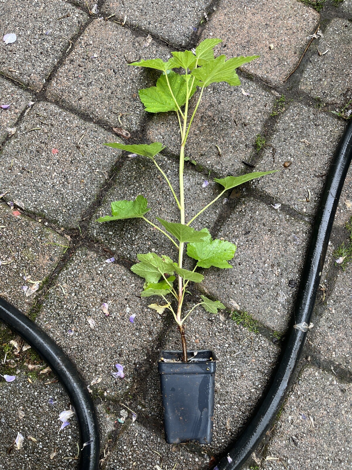 Tartran Red Currant Rooted plant, 12-18″ tall, 1 year old