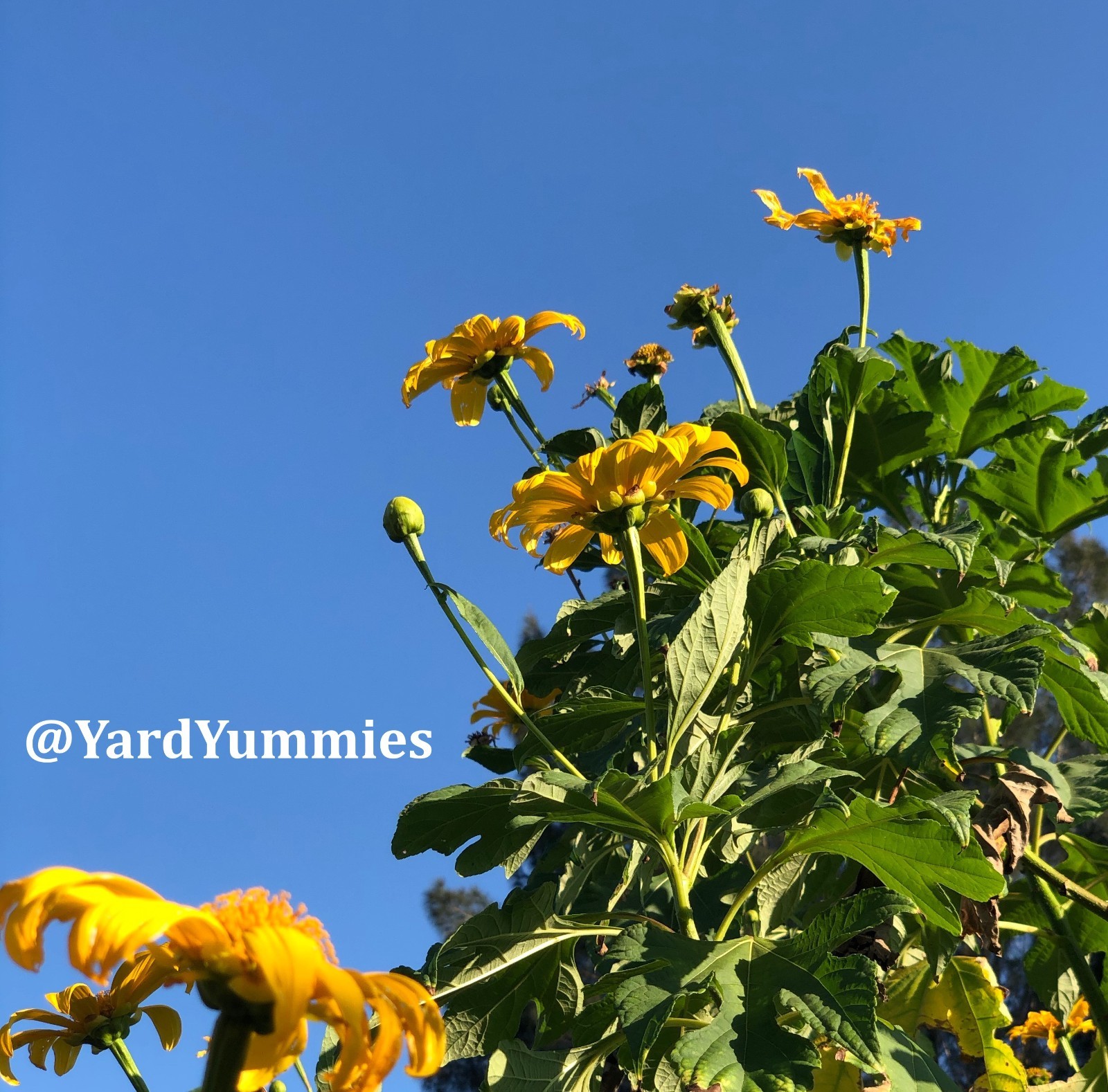 Mexican Sunflower Cuttings (Unrooted) Yellow Flower- Permaculture Chop & Drop