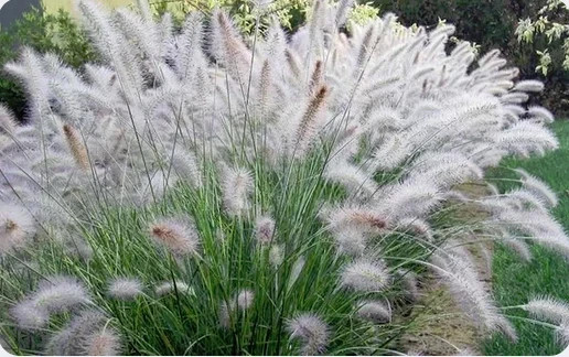 300 Fountain Grass Seeds Pennisetum Alopecuroides The Brooklyn Botanical Gardens