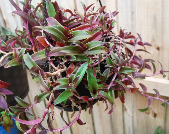 Cyanotis Obtusa Trimen – Purple & Green Wandering Jewel Tradescantia Companion