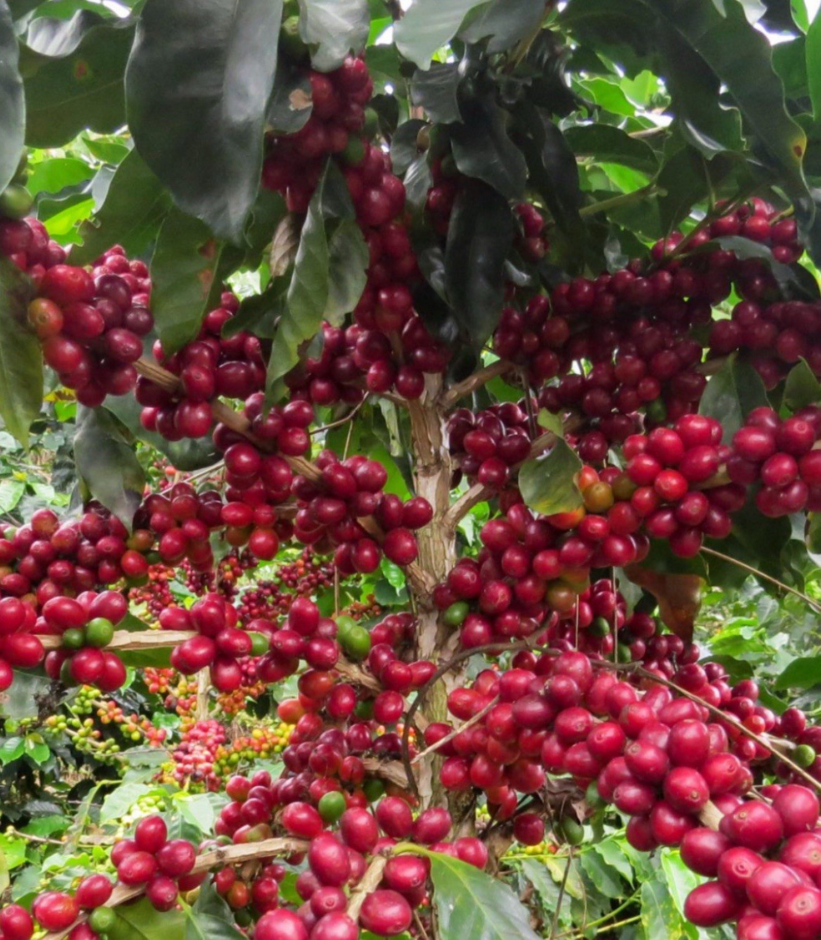 15 Germinated Limani Arabica Coffee Seeds | Coffea arabica | Rust-Resistant