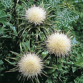 Milk Thistle Silybum marianum 100 seeds