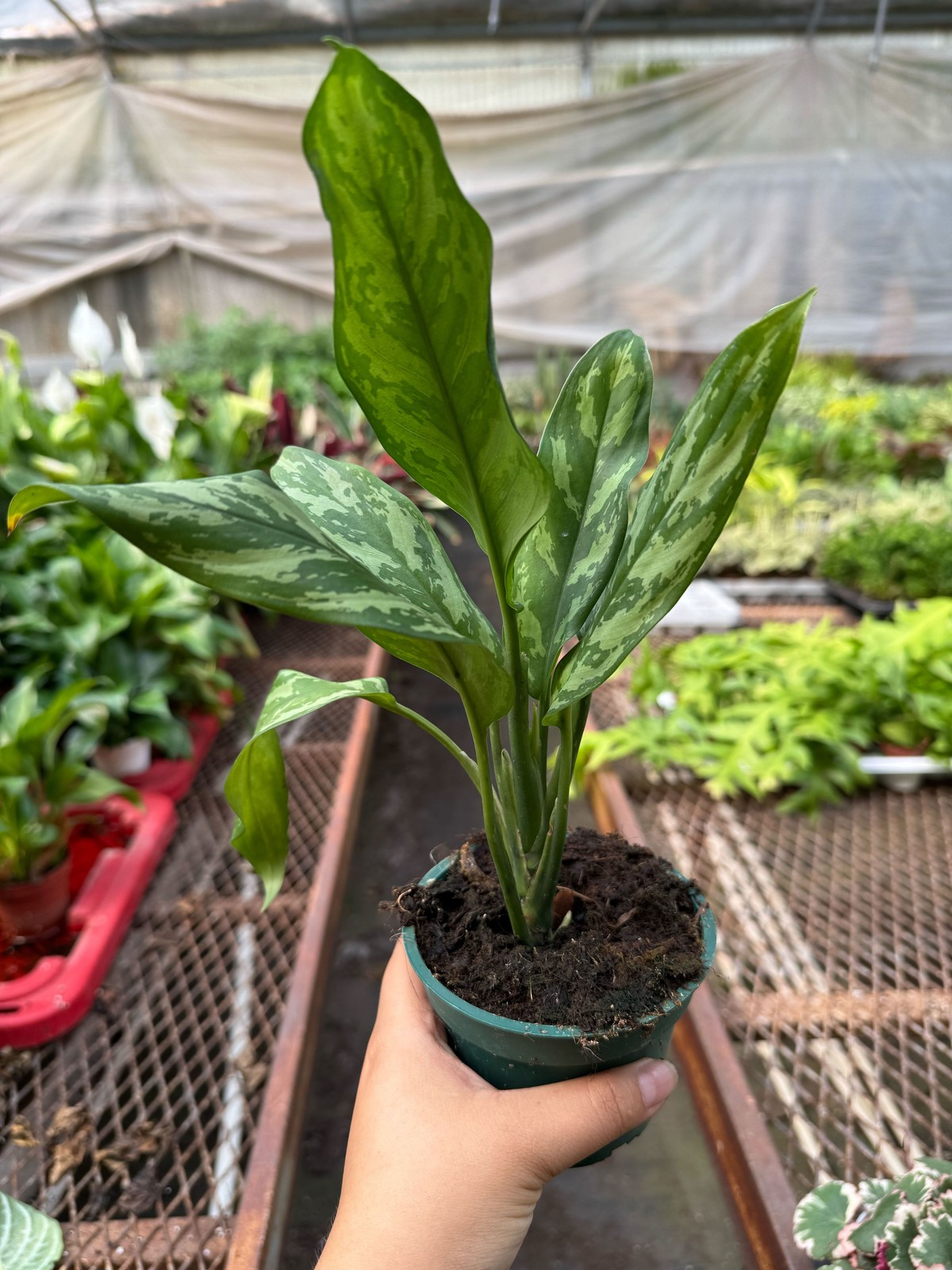 Chinese Evergreen ‘Maria’