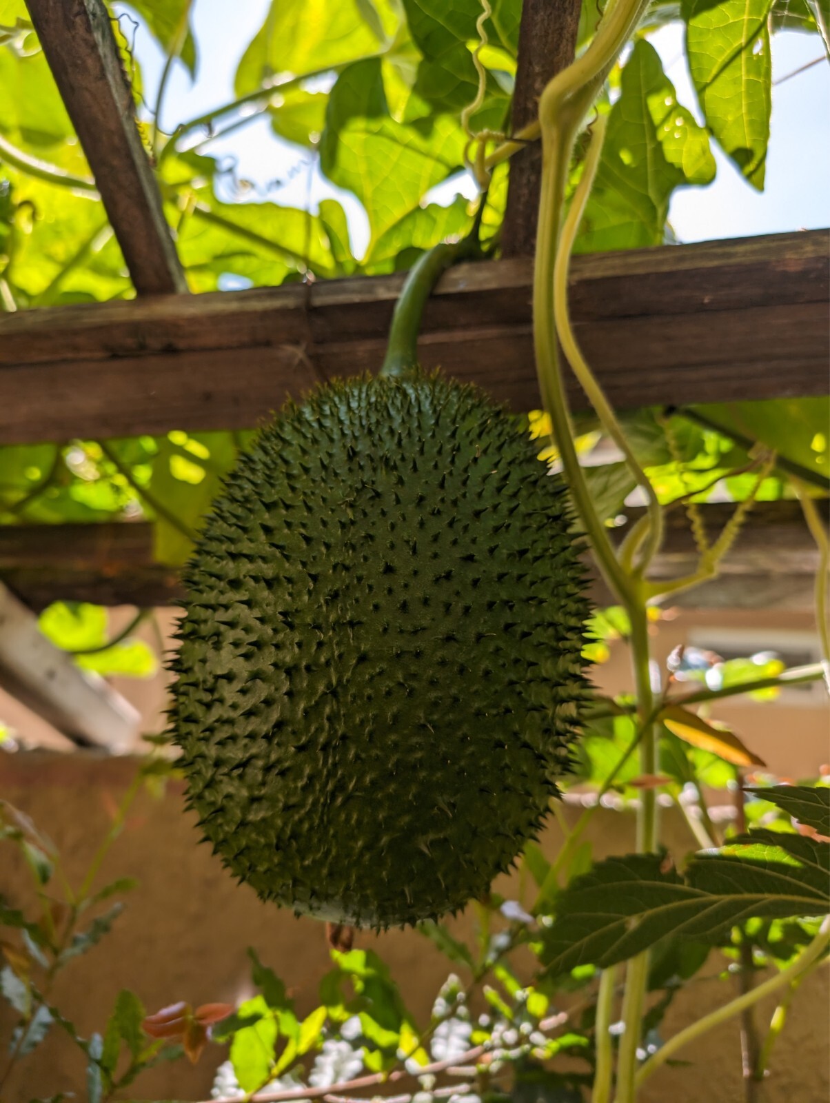 Dec 2025 Harvest | 10 Gac Fruit Seeds | Momordica Cochinchinensis | Hạt Trái Gấc