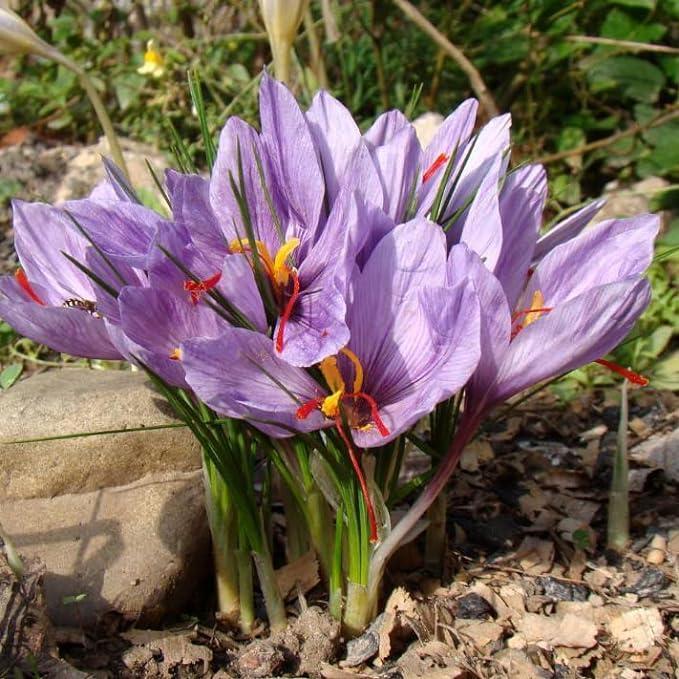100 PCS Saffron Plant Seeds Non-GMO Perennial Saffron Crocus Seeds FAST SHIPPING