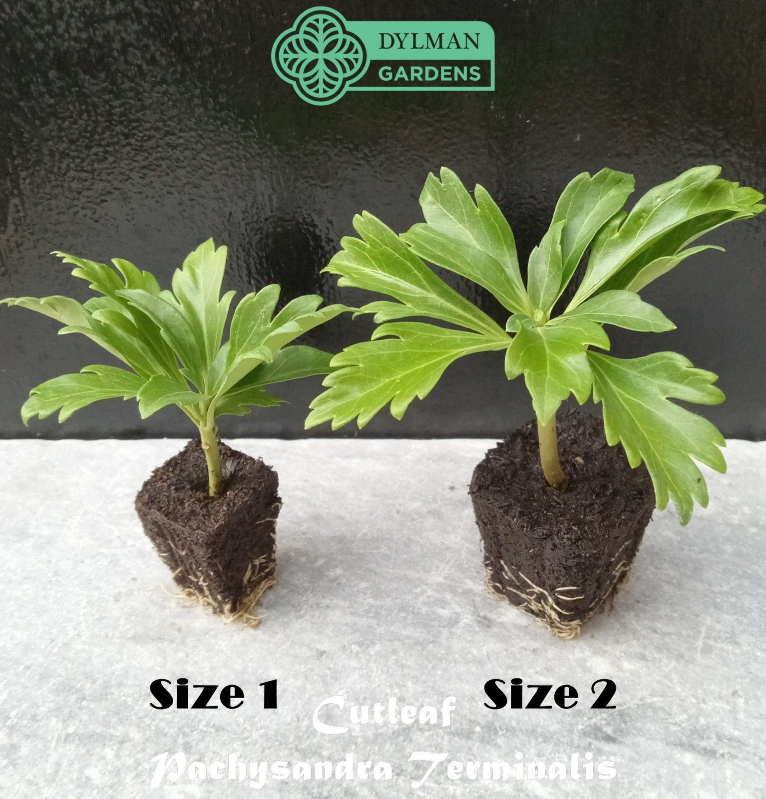 Cutleaf Japanese Spurge (Pachysandra terminalis ‘Cutleaf’) – Multiple Sizes