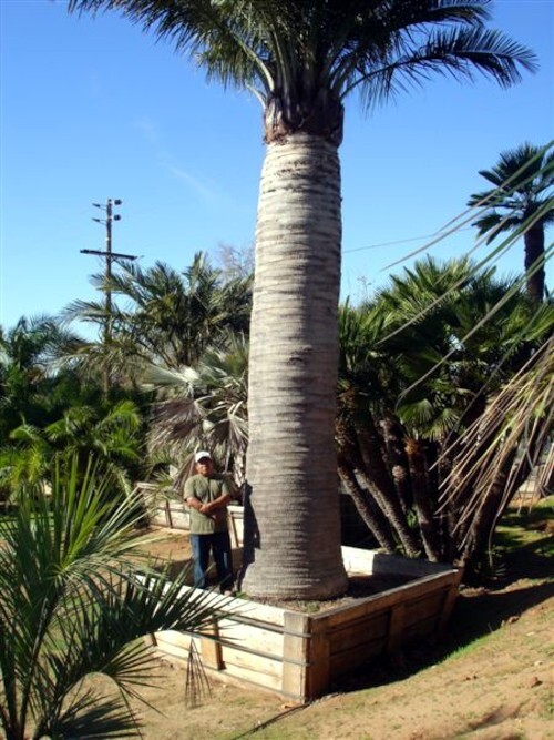 Chilean Wine Palm Tree Seeds (Jubaea chilensis) Largest Palm in World, Hardy-8