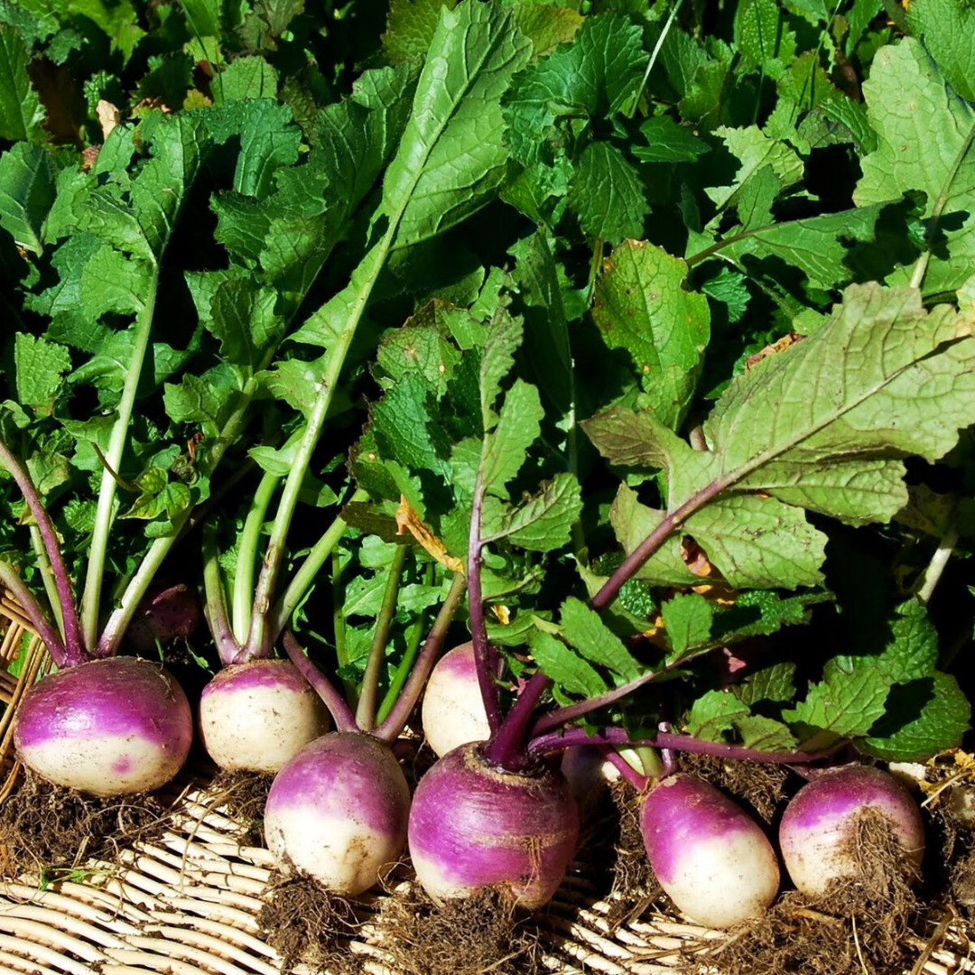 Fresh Purple Top Turnip Seeds | Heirloom Non-GMO | Fresh Vegetable Seeds