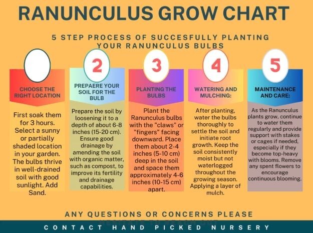 50 RANUNCULUS ORANGE SHADES BULBS