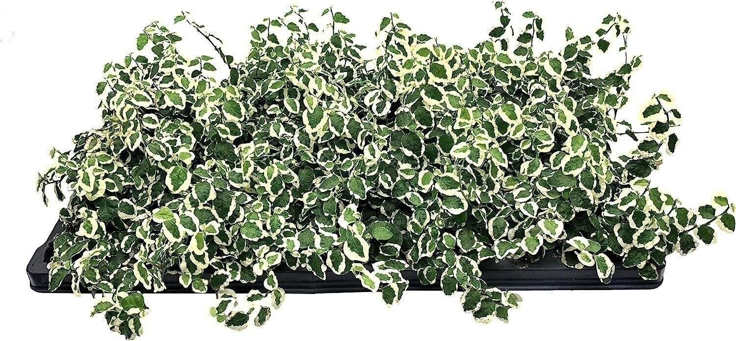 Creeping Fig Variegated | 2 Inch | Ficus pumila | Low Maintenance | Hardy