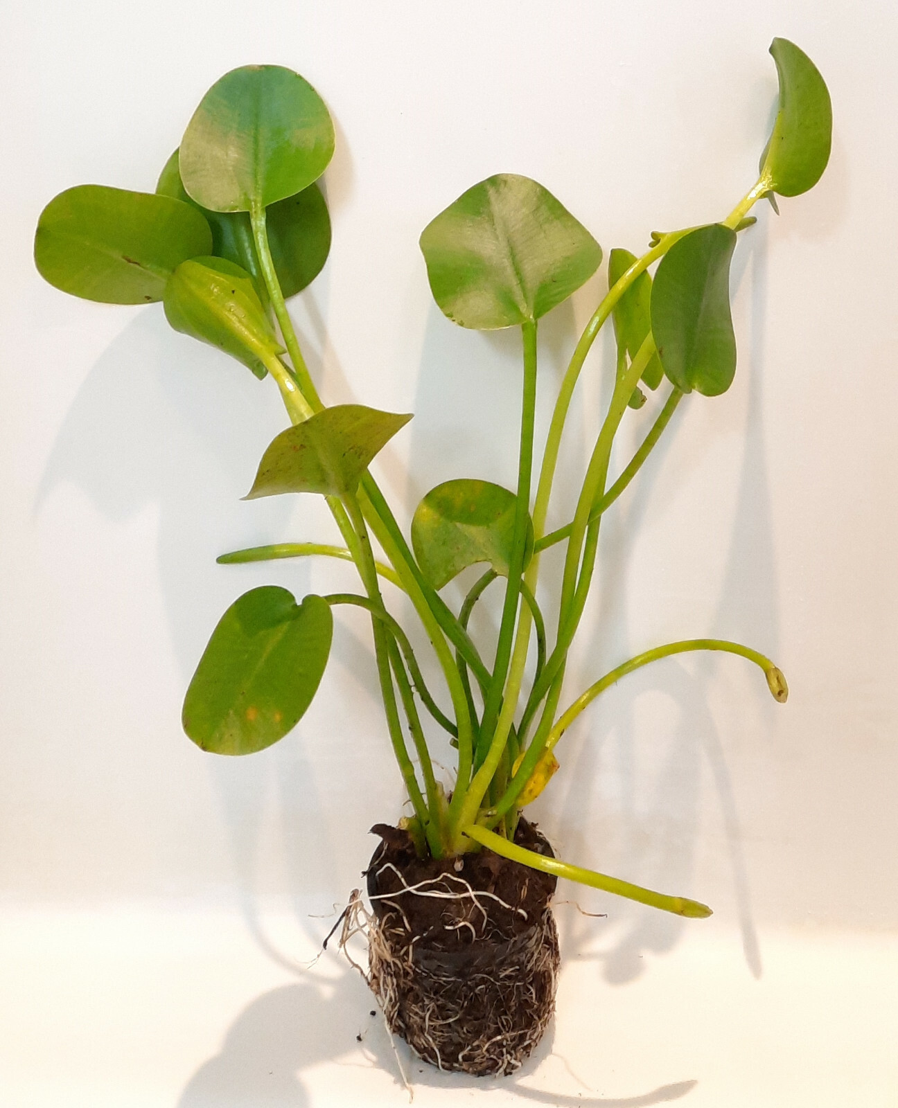 Live Water Poppy Tropical Aquatic Marginal Surface Pond/Bog Plant