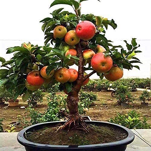 Dwarf Bonsai Apple Tree Seeds – 25 Seeds – Grow Exotic Indoor Fruit Bonsai