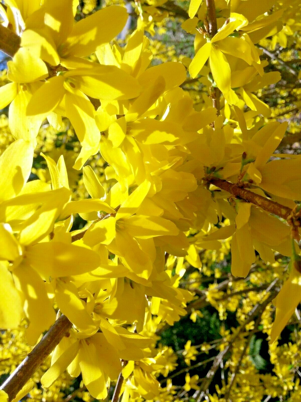 20 thin cuttings ‘Yellow Bell’ Forsythia, hardy bush, ornamental, privacy hedge