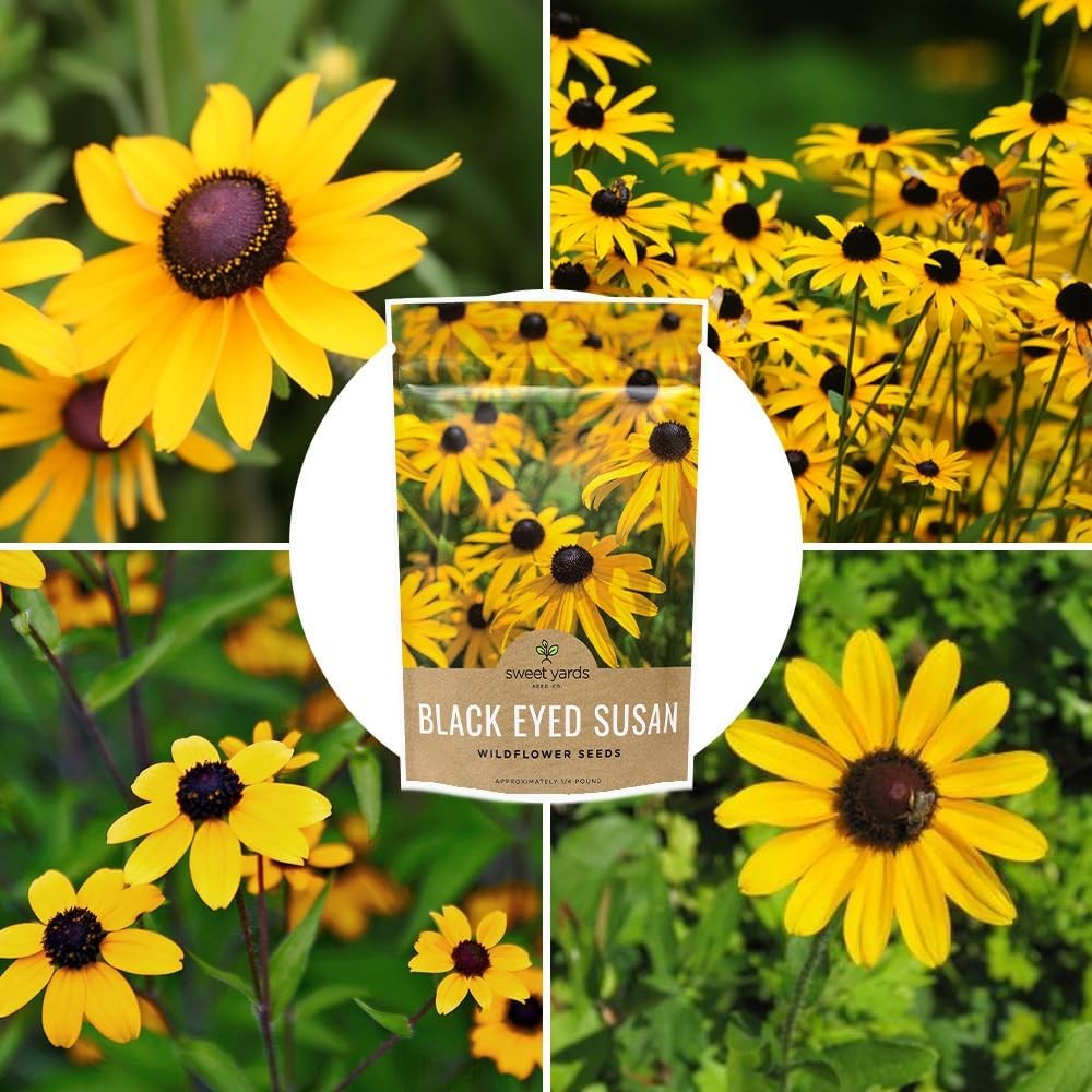 Black Eyed Susan Seeds – Bulk Quarter Pound Bag – Over 400000 Open Pollinated