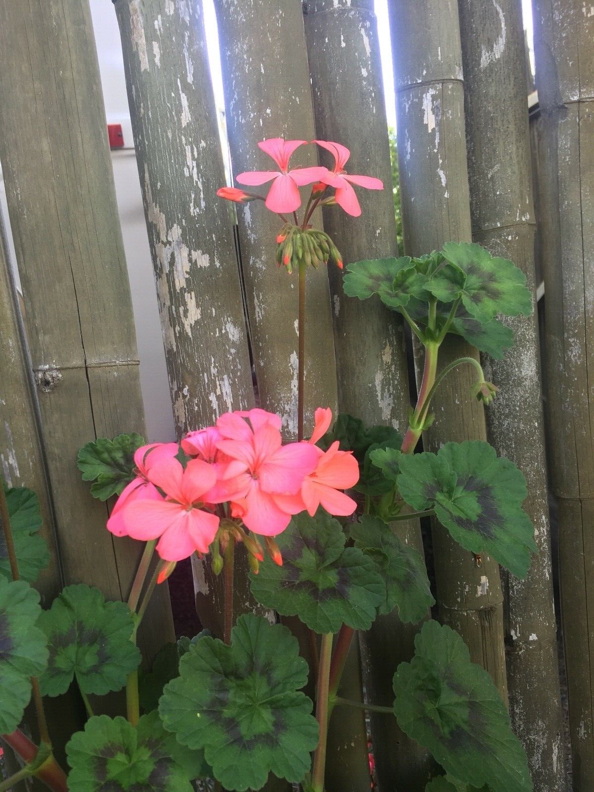 ORANGE PINK PELARGONIUM ZONAL GERANIUM FRESH LIVE PLANT 4 X 6″ STARTER CUTTINGS