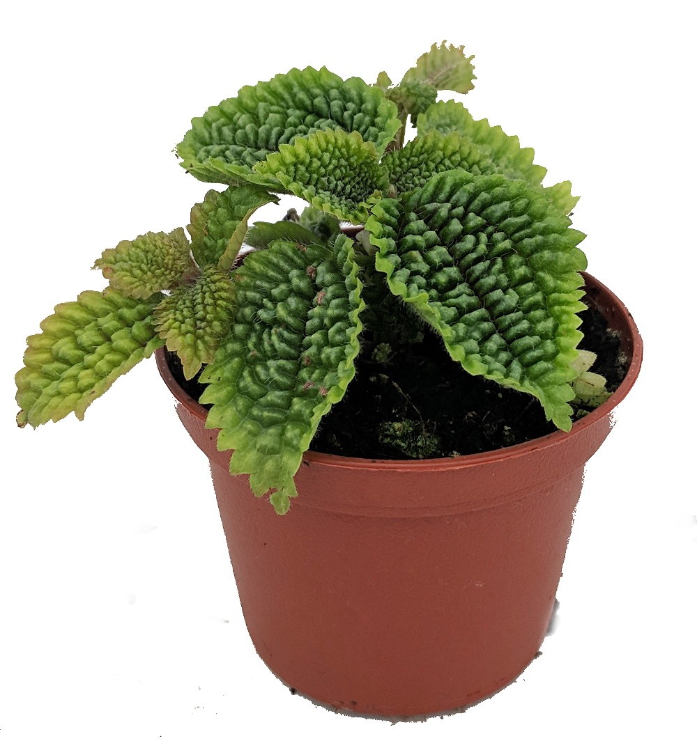 Moon Valley Plant – Pilea mollis – Vibrant & Unique Houseplant – 2″ Pot