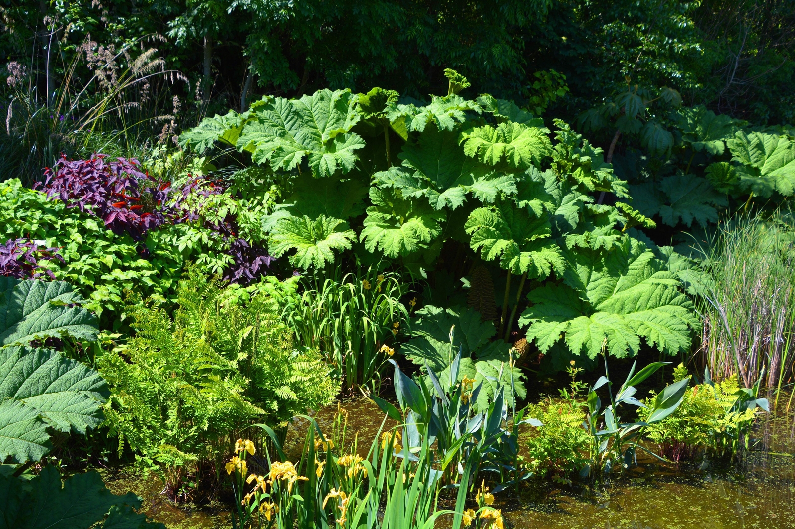 10 GUNNERA MANICATA 6′ Leaves! Giant Rhubarb Dinosaur Plant Moist Shade Red Flow