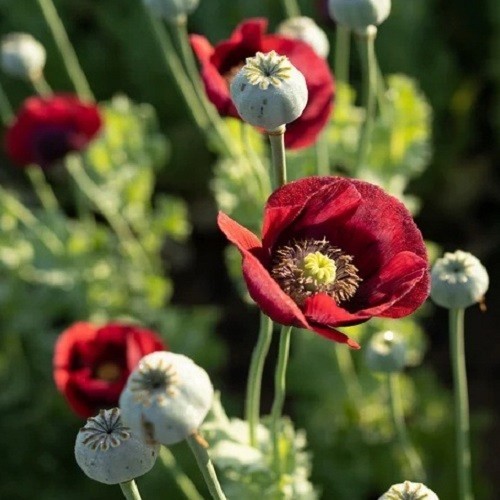 English Maroon Poppy Seeds XL Dark Red Flowers Stratified Genuine P Somniferum