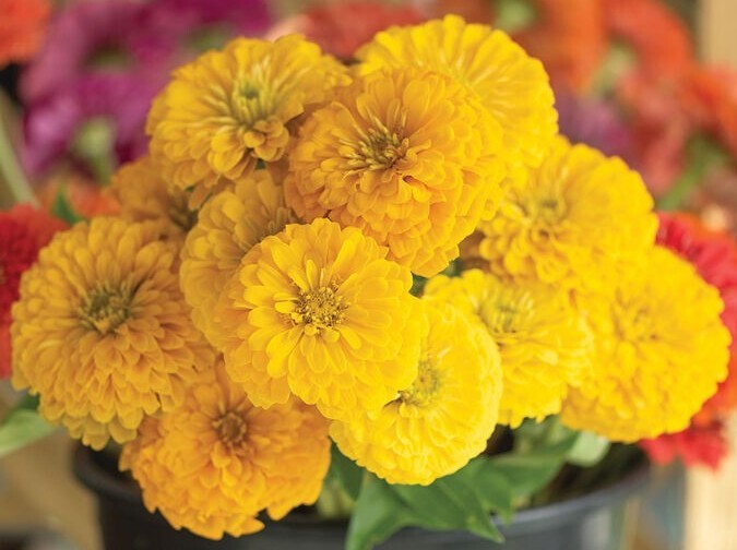 Zinnia Variety: Giant Orange, Giant Golden Yellow, Giant Deep Red, Giant White
