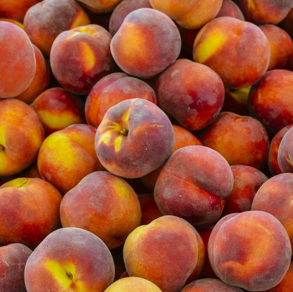 Contender Peach Plant – 1-2ft Tall – Cold-Hardy Sweet Peach Treem – Zones 4–8
