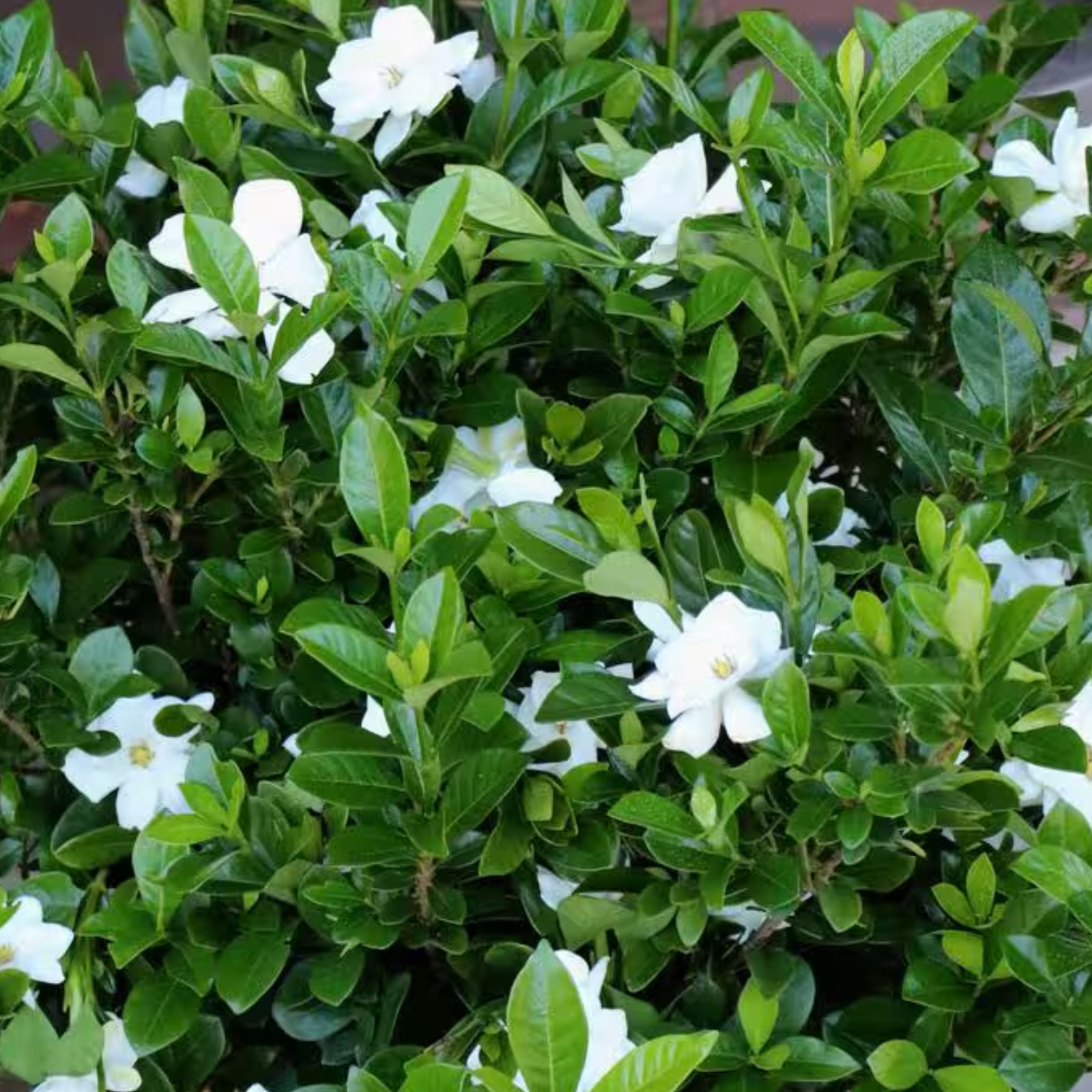🌿 Everblooming Gardenia Veitchii Shrub – Fragrant Evergreen Garden Plant 🌸