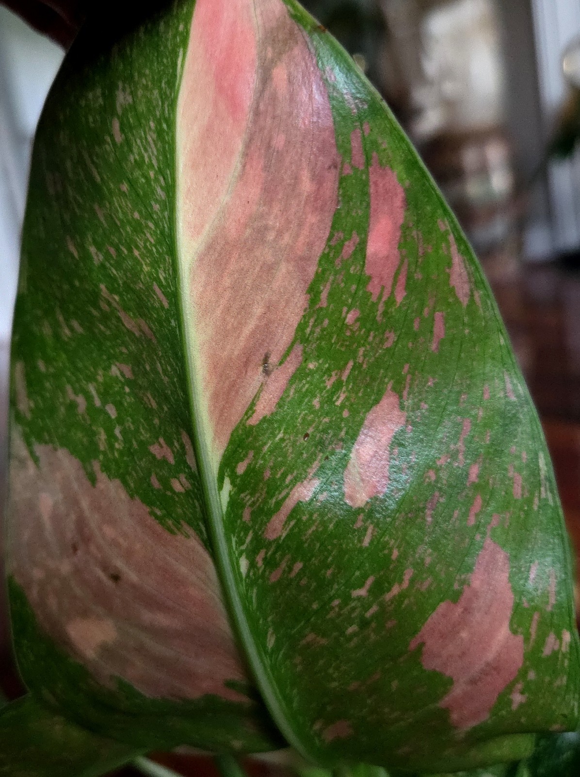 Rare XL Philodendron Congo Nuclear Galaxy Clump 17″ Tall Not Monstera Anthurium