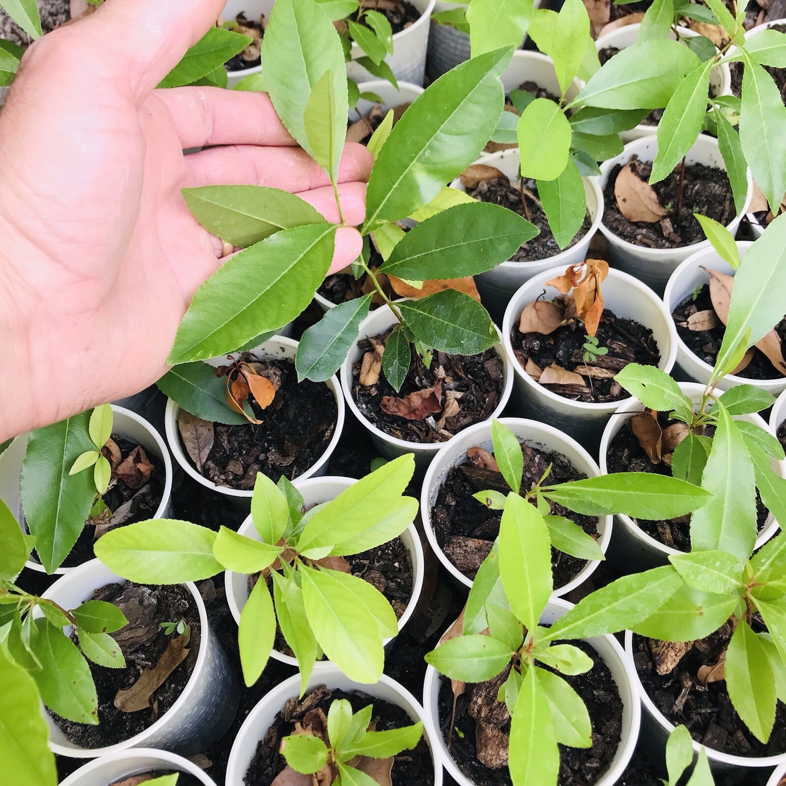 9”-12” Tall 1- LIVE PLANTS WILD BLACK CHERRY TREES PRUNUS SEROTINA EDIBLE FRUIT