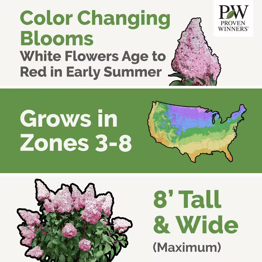 2 Gal. Fire Light Hydrangea (Hydrangea Paniculata) Live Flowering Plant with Cre