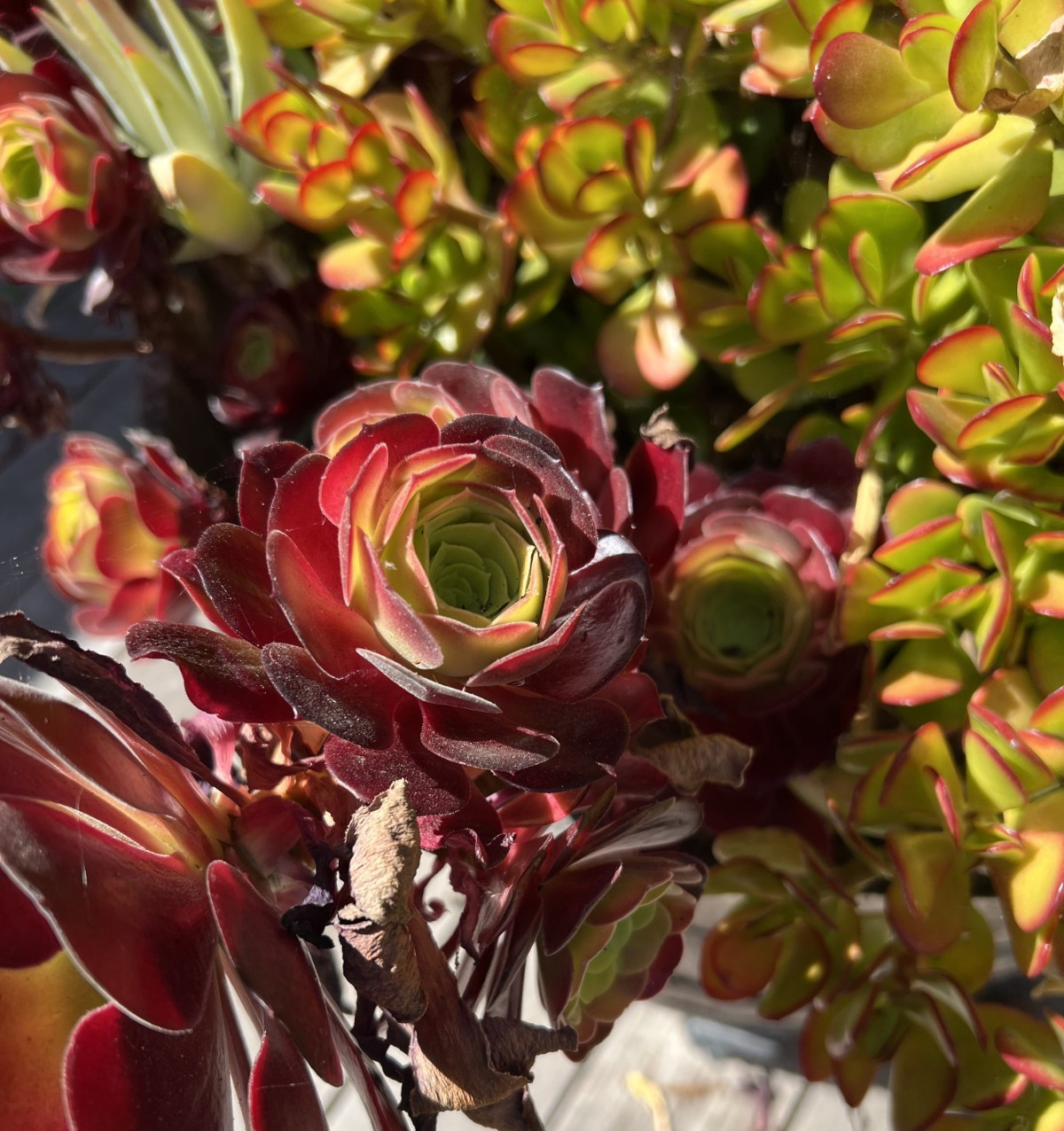 6 Cutting Rare Aeonium 3 to 5” Zwartkopf, Moon Burst, Merlot, Suncup, Blushing