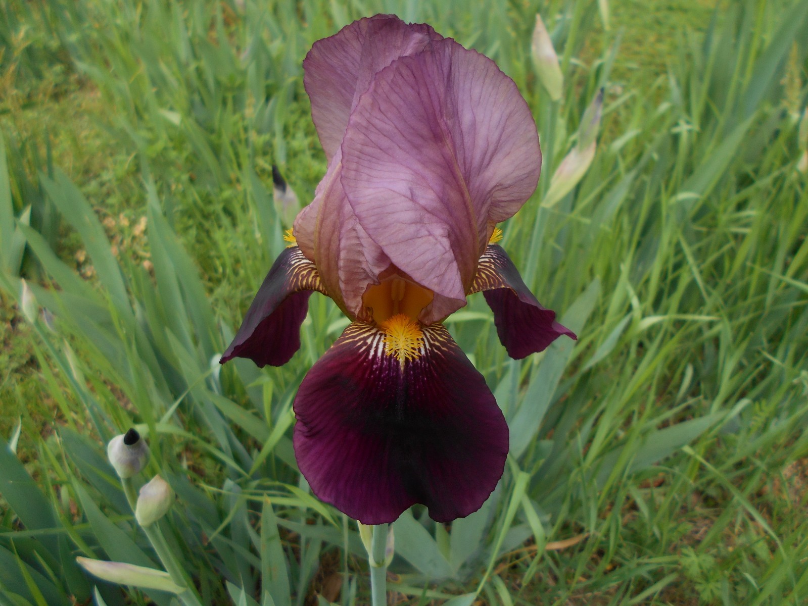 3 “Indian Chief” Tall Beaded Iris Rhizomes, Plants. 28-30″ Tall, Color as Shown