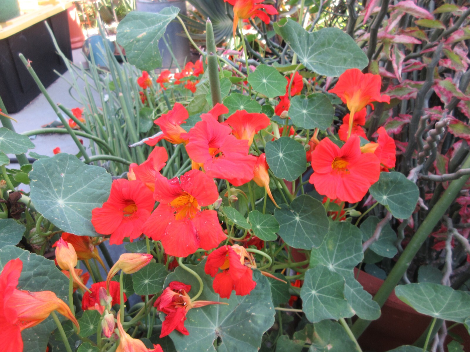 Nasturtium 25 Corms Seeds All Dark Orange Red Flowers – Heirloom