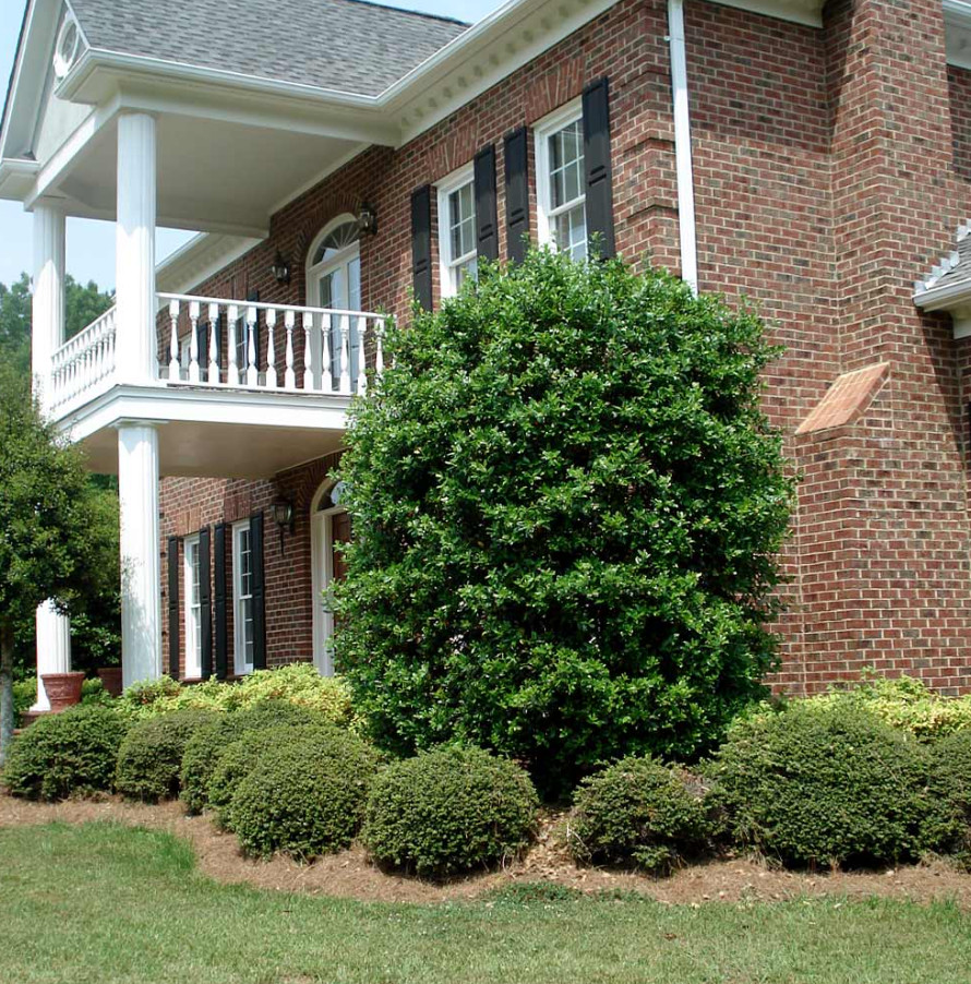25 Live Nellie R. Stevens Holly Trees – 4–6” Tall – 3” Pot – Evergreen Shrubs
