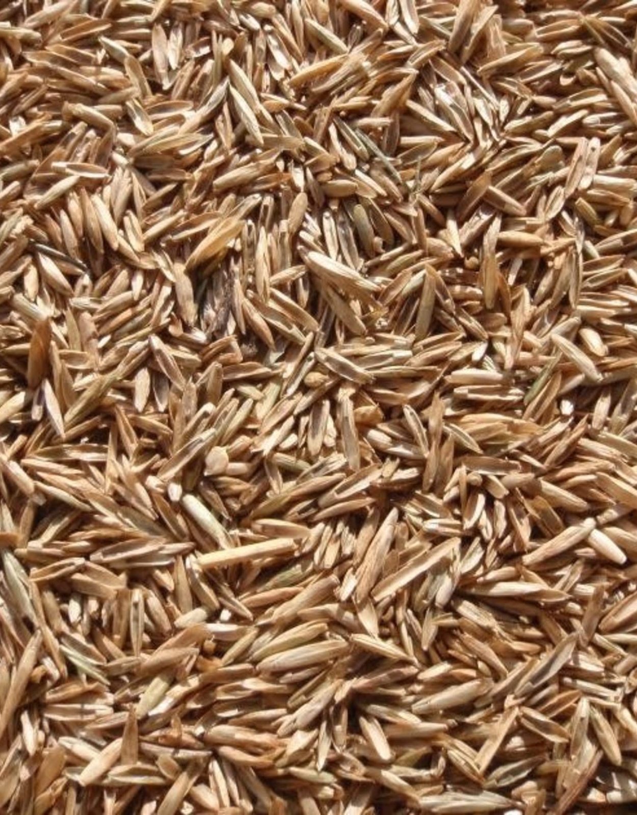 Perennial Ryegrass Seeds for Planting – Premium Quality Rye Grass Seed