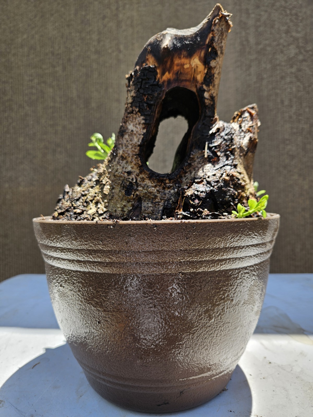 Old European Olive Bonsai Tree,,, SALE