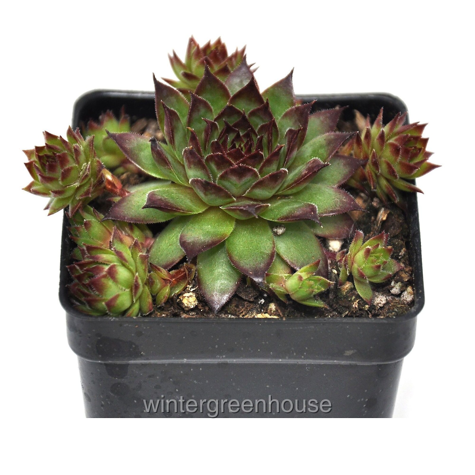 Sempervivum, Montfort, Hen and Chicks, Container Size: 3″ (2.6×3.5″)