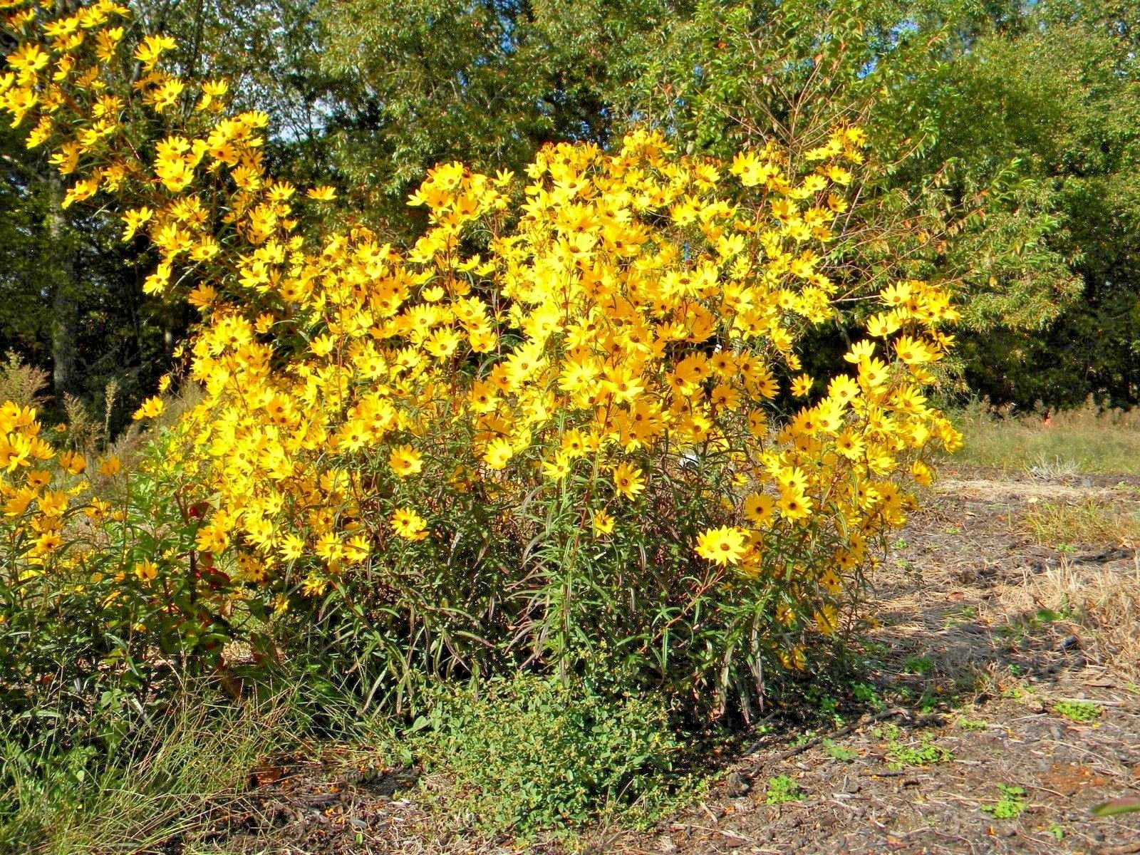 101+SWAMP SUNFLOWER Seeds Perennial Native Wildflower Poor Soils Heat Cold Easy