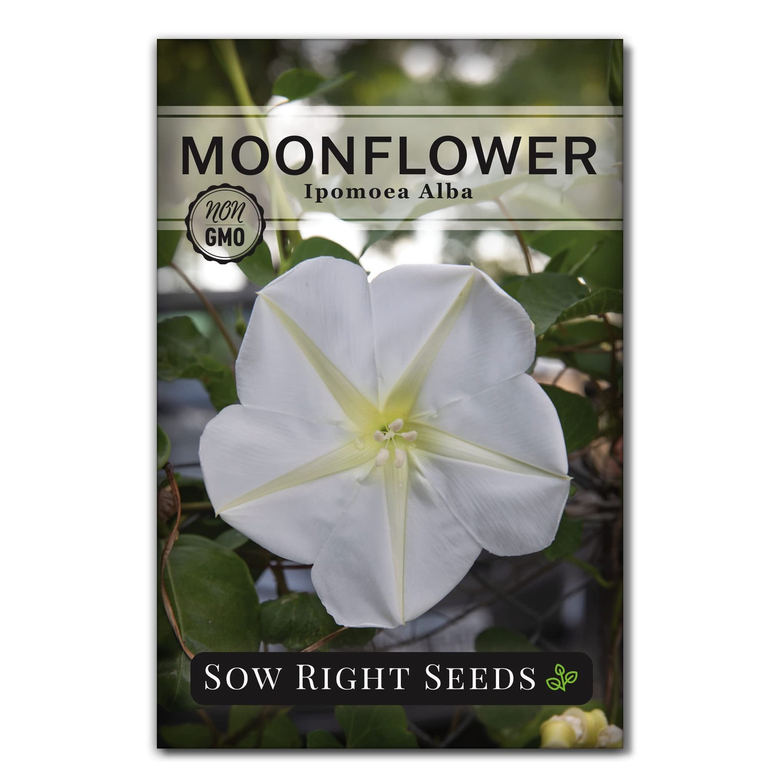Sow Right Seeds – Moonflower for Planting – Ipomoea alba – Vining white