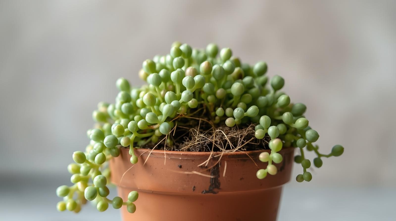 Senecio Rowleyanus String Of Pearls Rooted Starter Plant BUY 2 GET 1 FREE