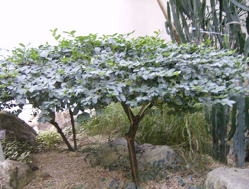 Natal Plum, Carissa macrocarpa, (Carissa grandiflora), Shrub Seeds (Fast Edible)