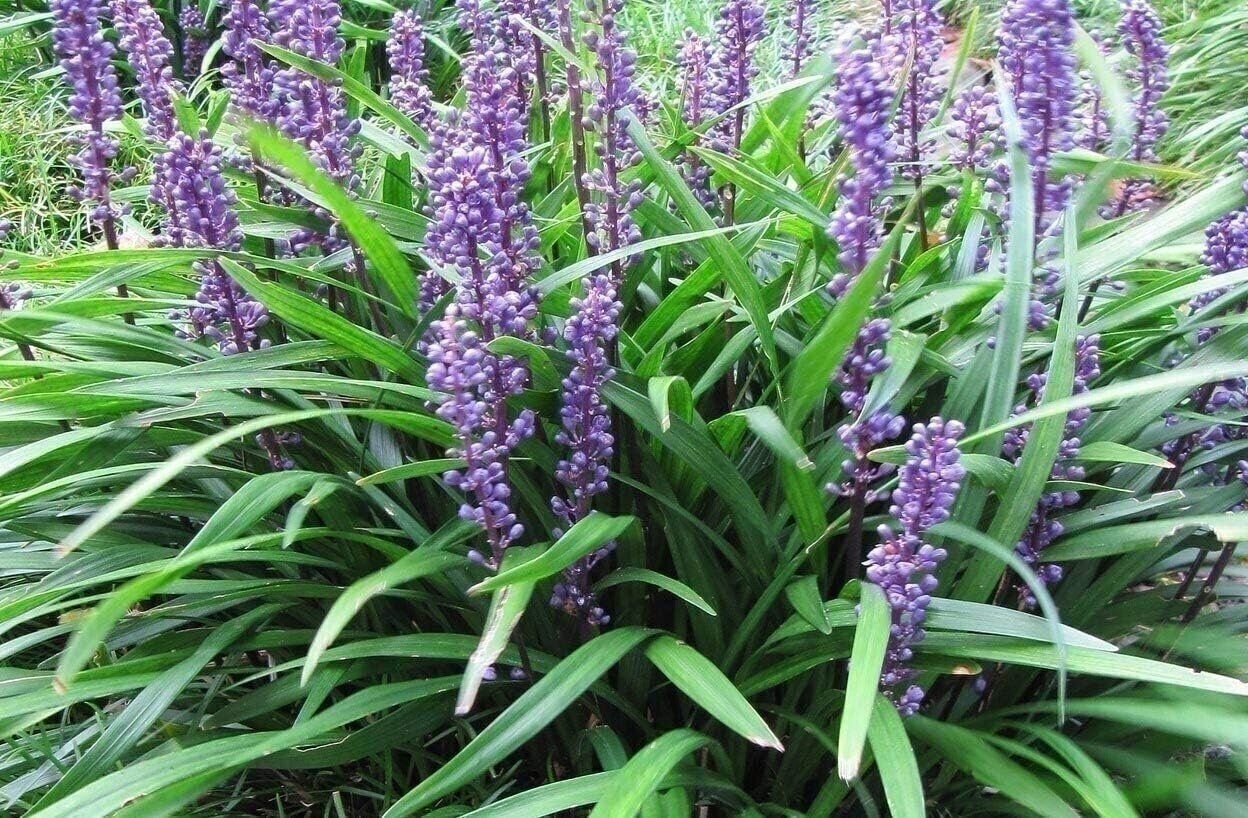 Liriope Big Blue | 2 Inch | Liriope muscari | Low Maintenance | Hardy Plant